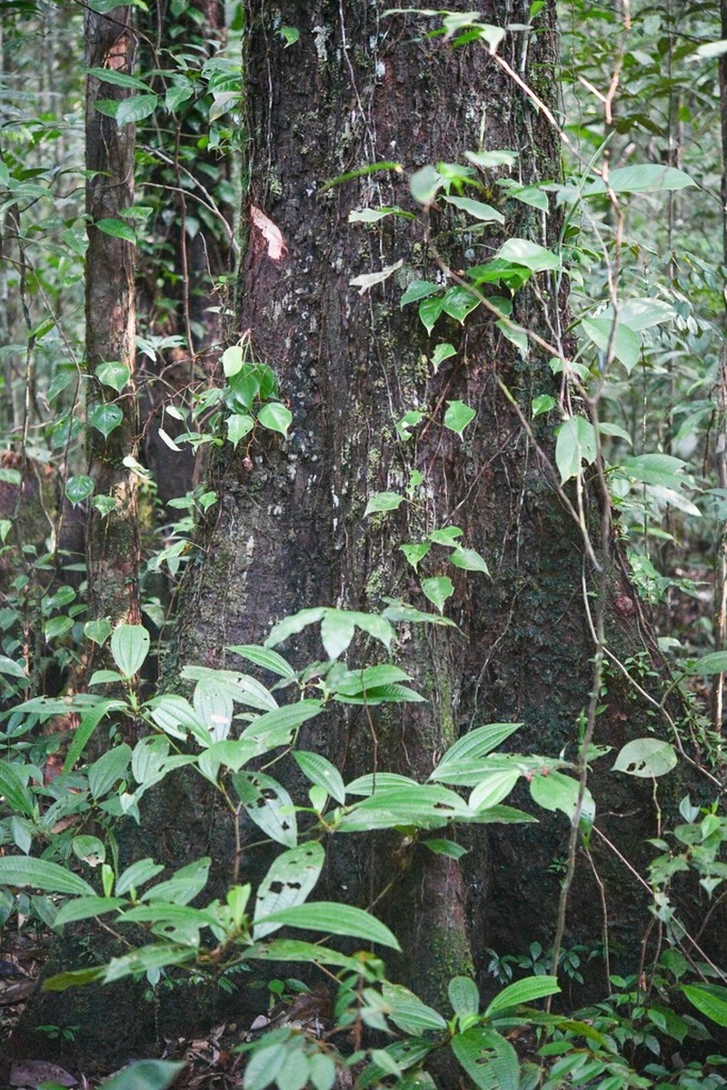 Chromolucuma williamii