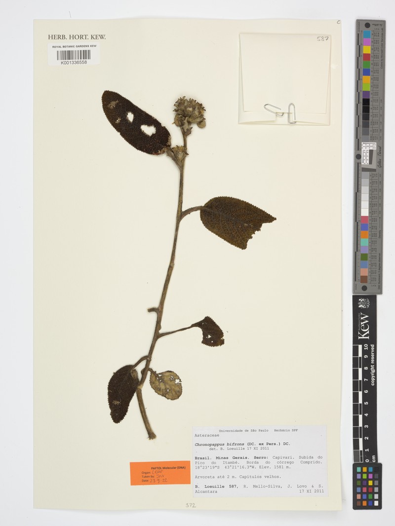 Chronopappus bifrons
