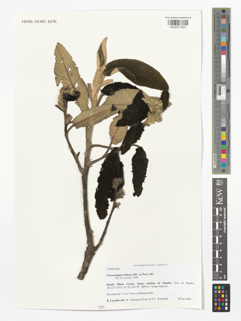 Chronopappus bifrons photo 2