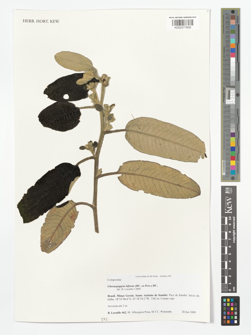 Chronopappus bifrons photo 3