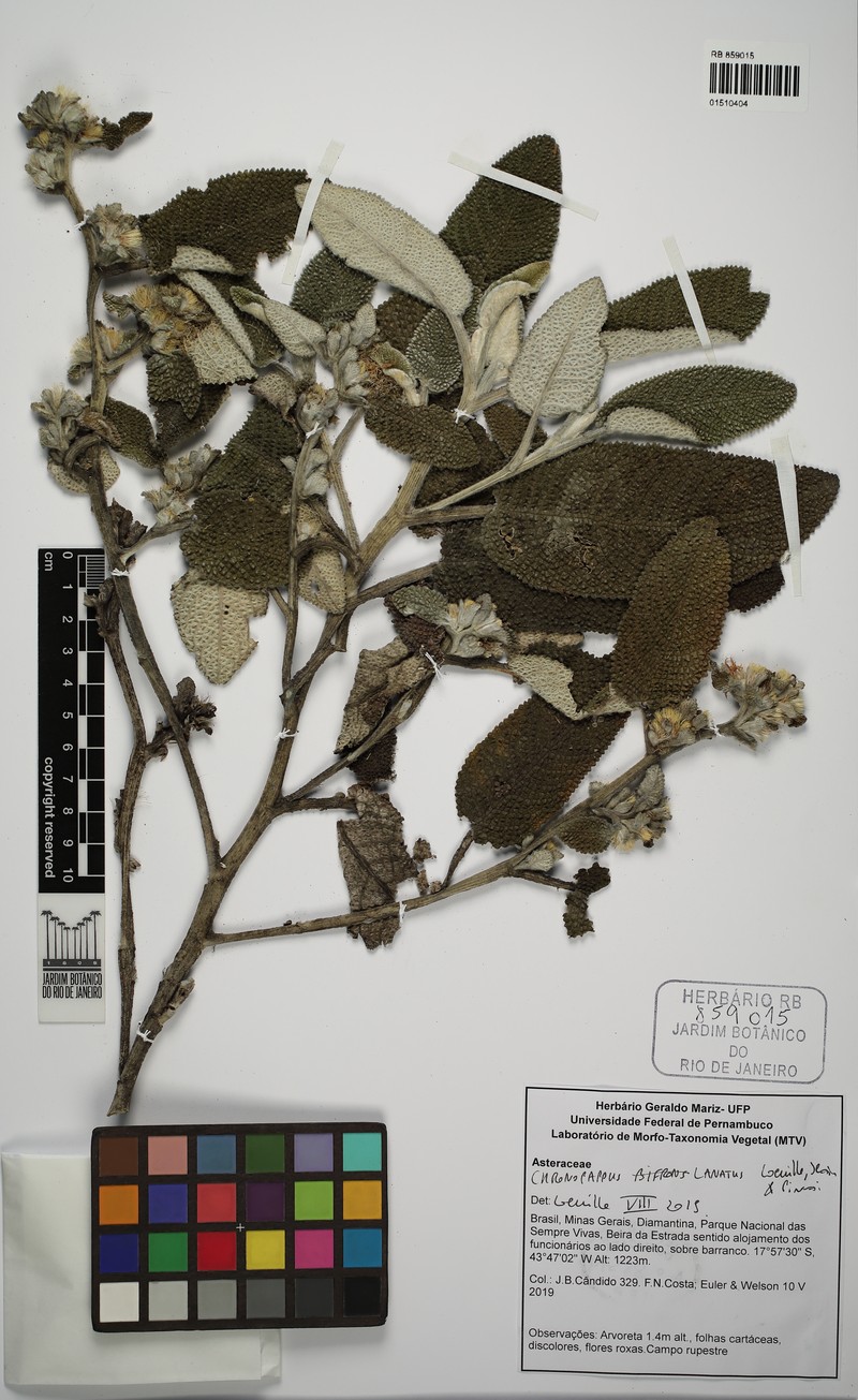 Chronopappus lanatus