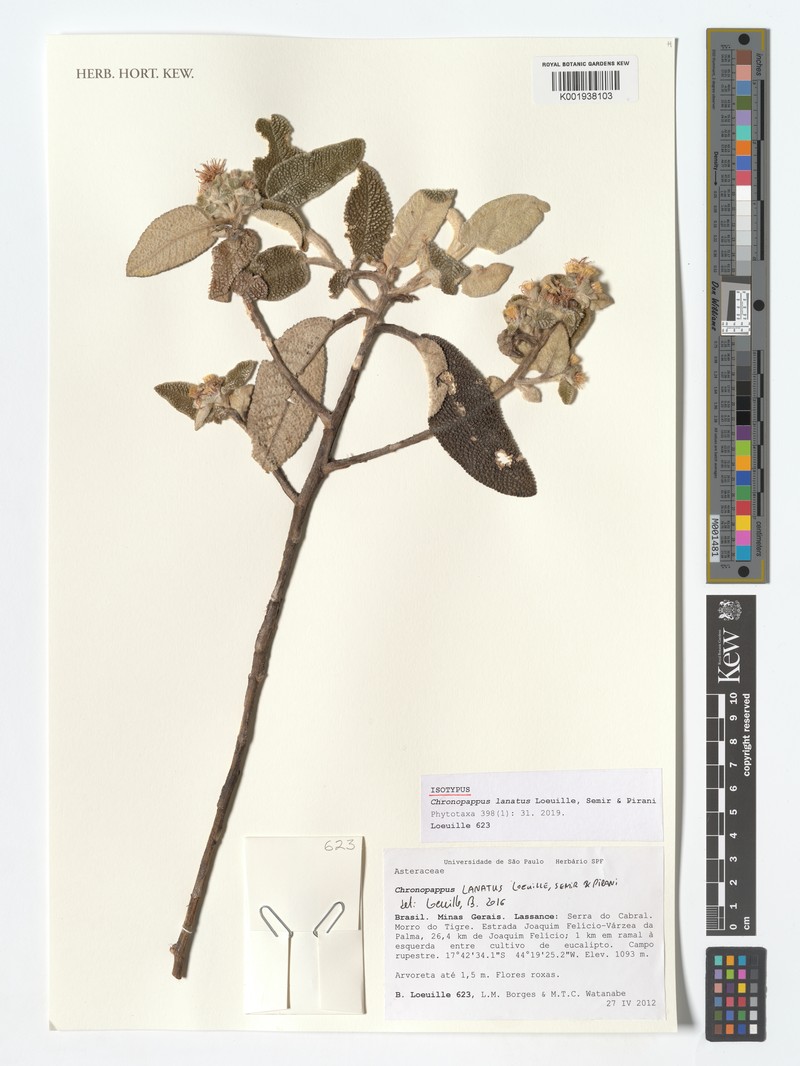 Chronopappus lanatus photo 3