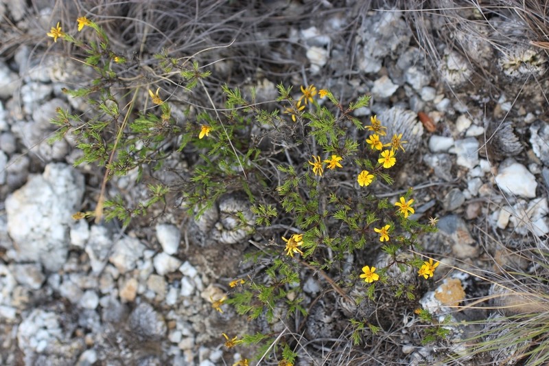 Chrysactinia acerosa