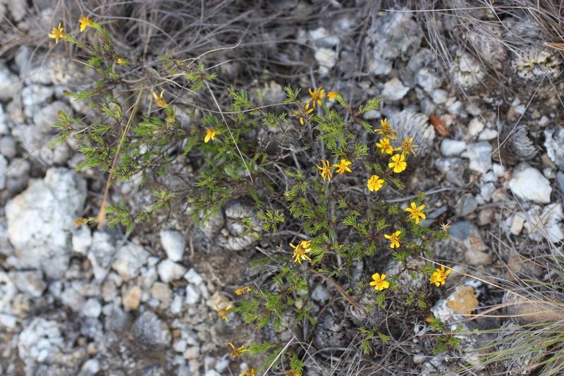 Chrysactinia acerosa photo 2