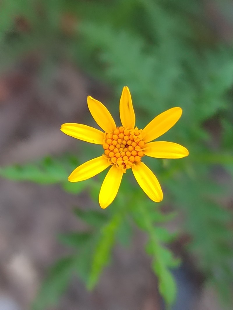 Chrysactinia pinnata