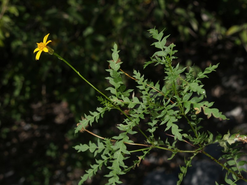 Chrysactinia pinnata photo 2