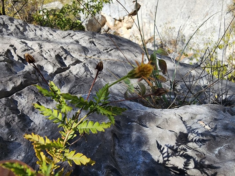 Chrysactinia pinnata photo 3