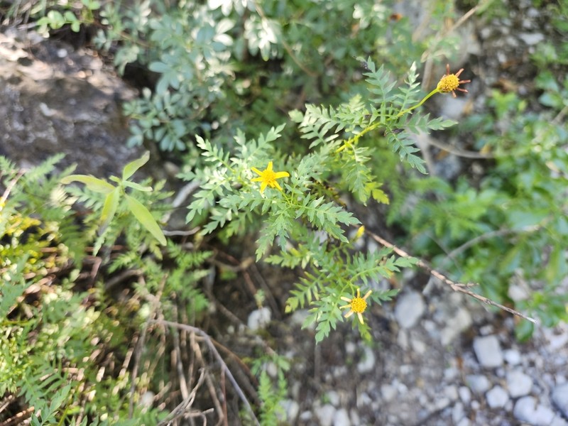 Chrysactinia pinnata photo 4