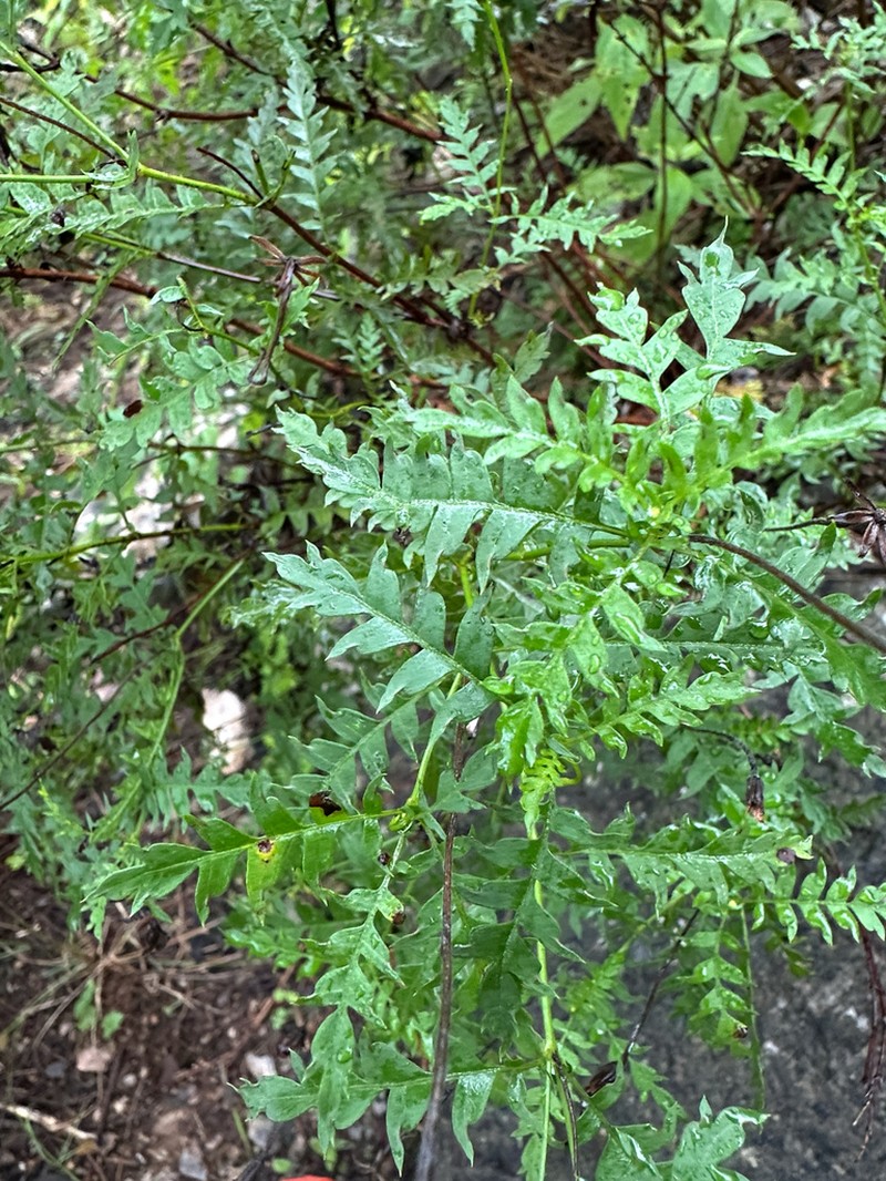 Chrysactinia pinnata photo 5
