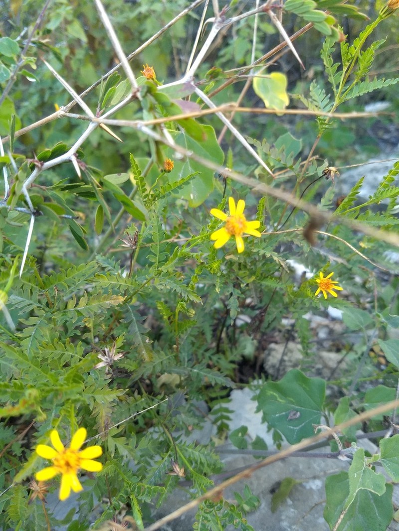Chrysactinia pinnata photo 6
