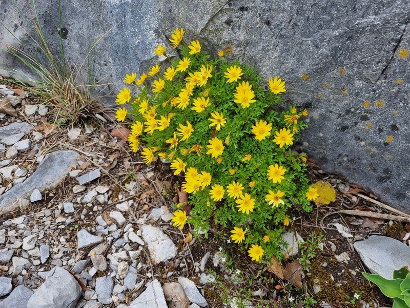Chrysactinia truncata photo 2