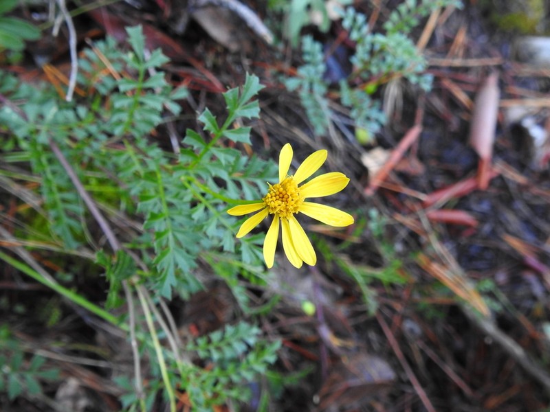 Chrysactinia truncata photo 3