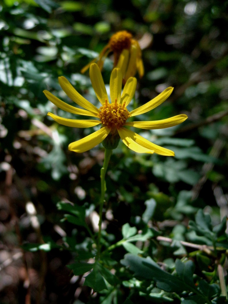 Chrysactinia truncata photo 4