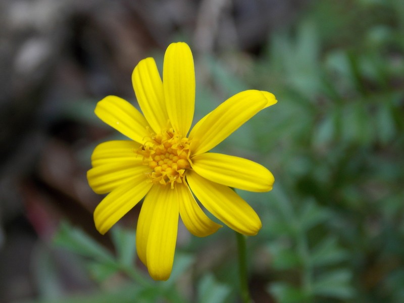 Chrysactinia truncata photo 5