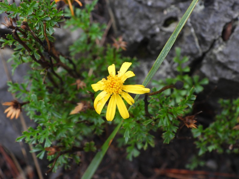 Chrysactinia truncata photo 6