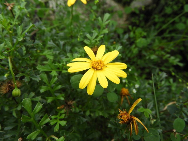 Chrysactinia truncata photo 7