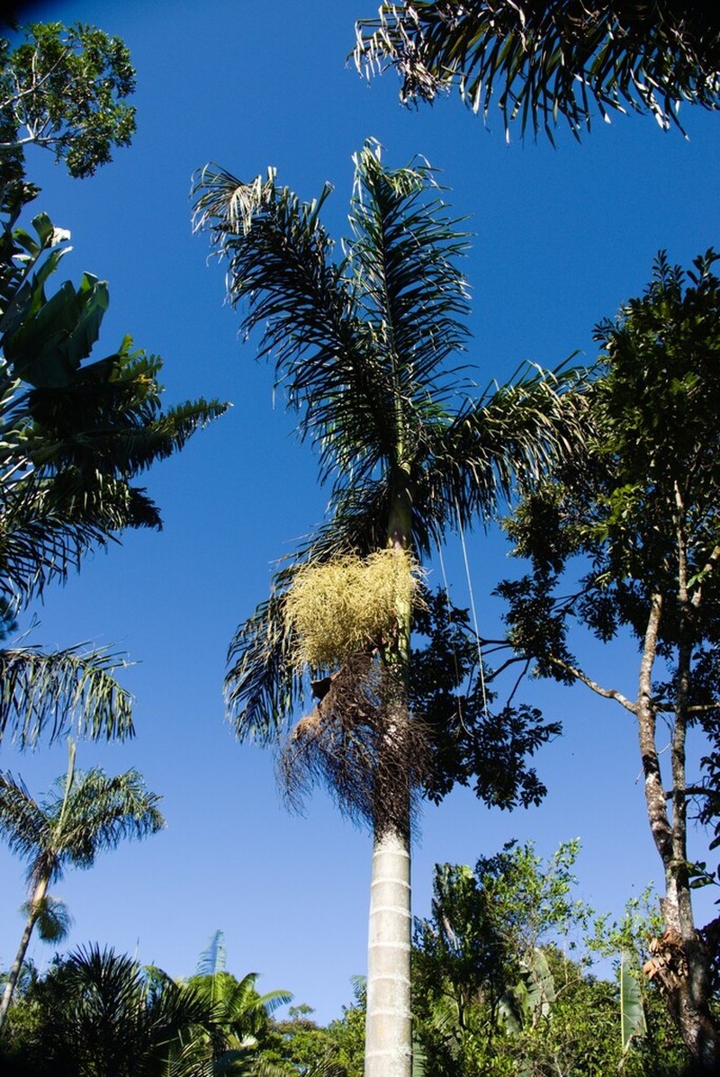 Chrysalidocarpus robustus