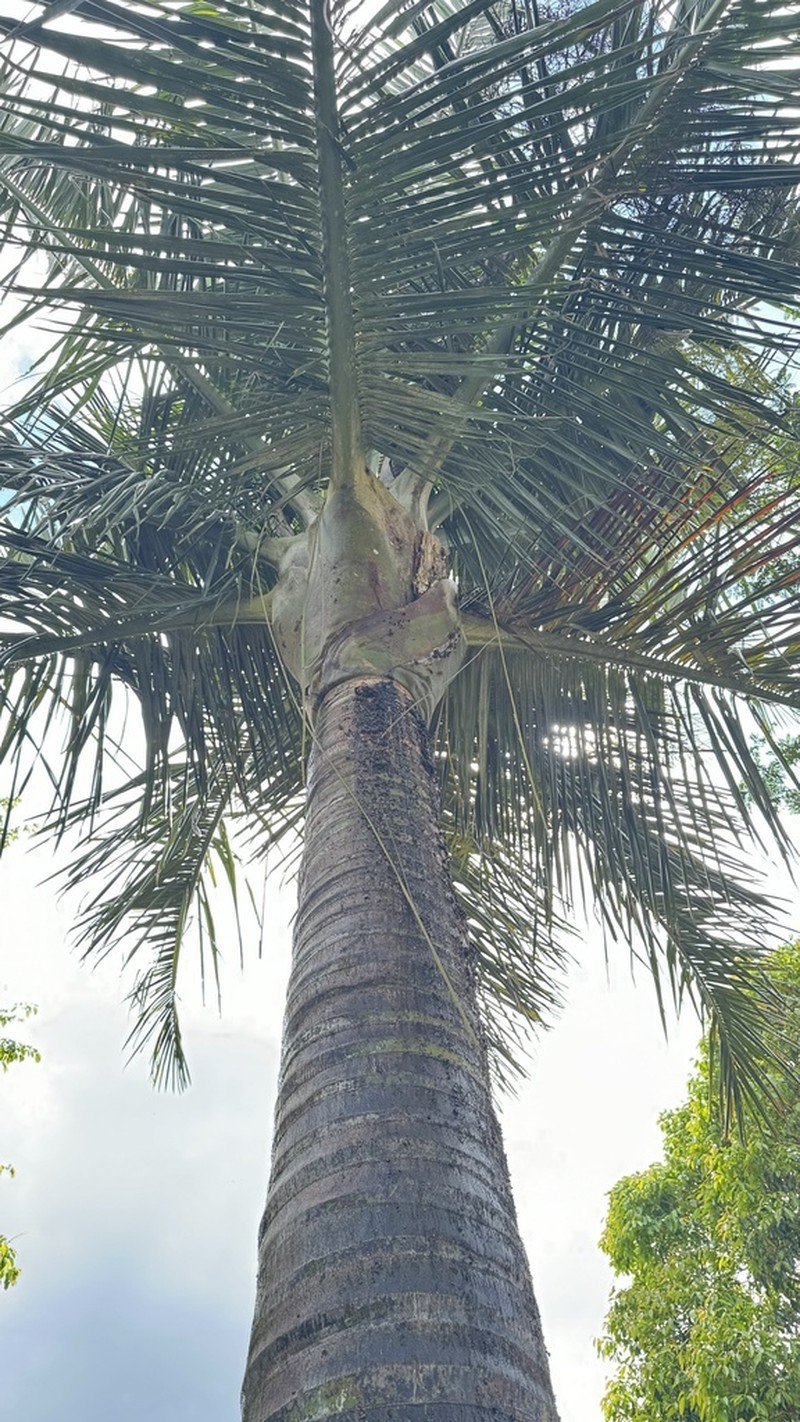 Chrysalidocarpus robustus photo 2