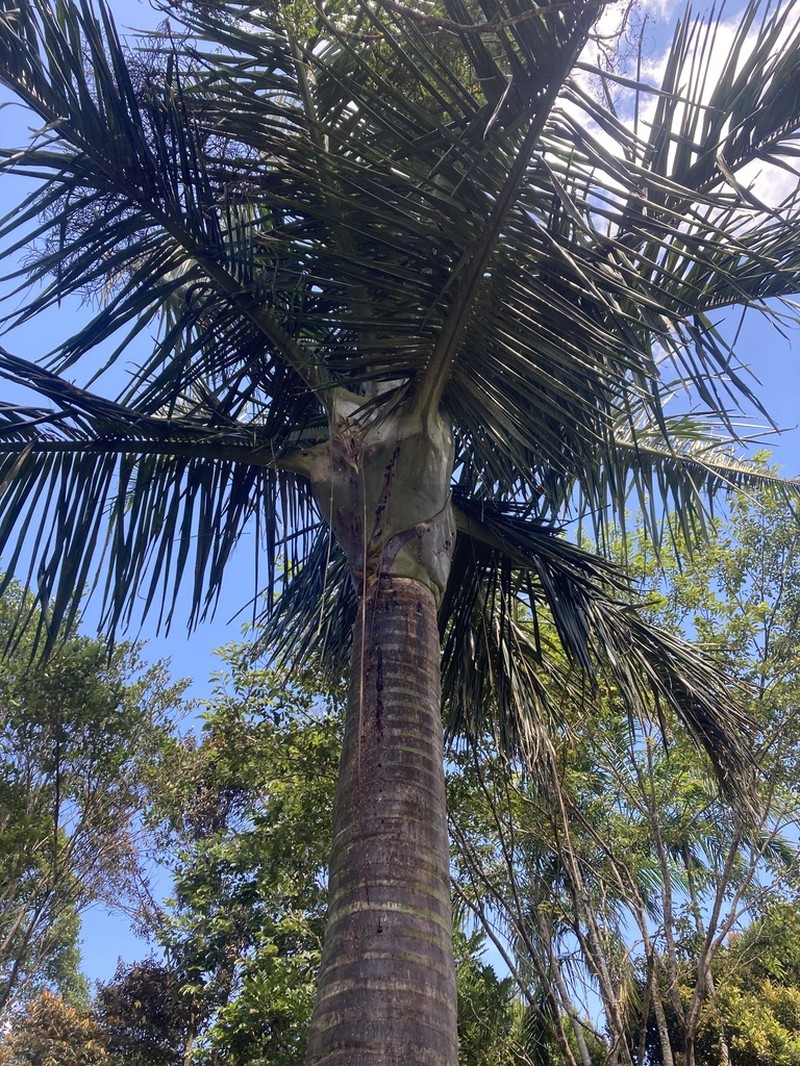 Chrysalidocarpus robustus photo 3