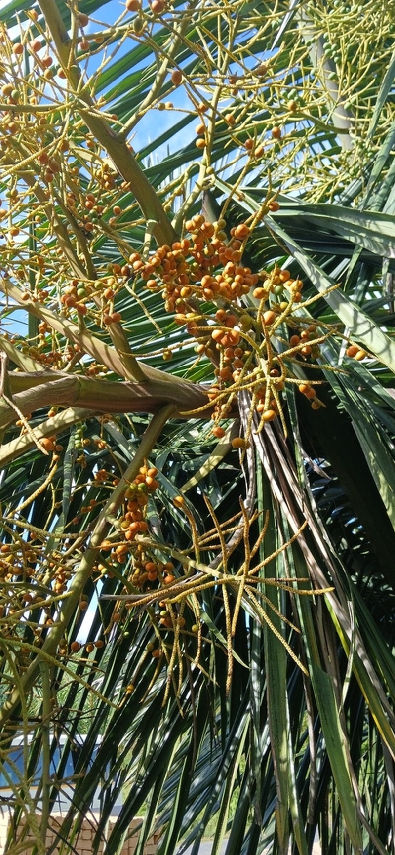 Chrysalidocarpus robustus photo 4