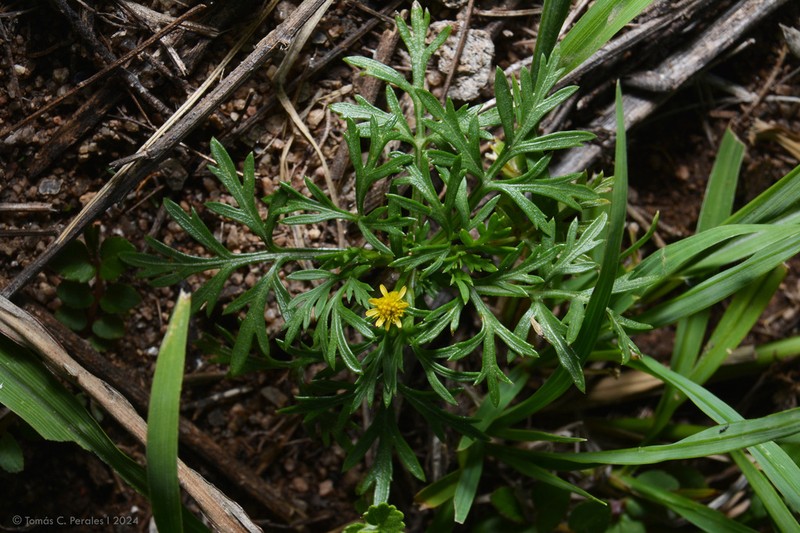Chrysanthellum indicum