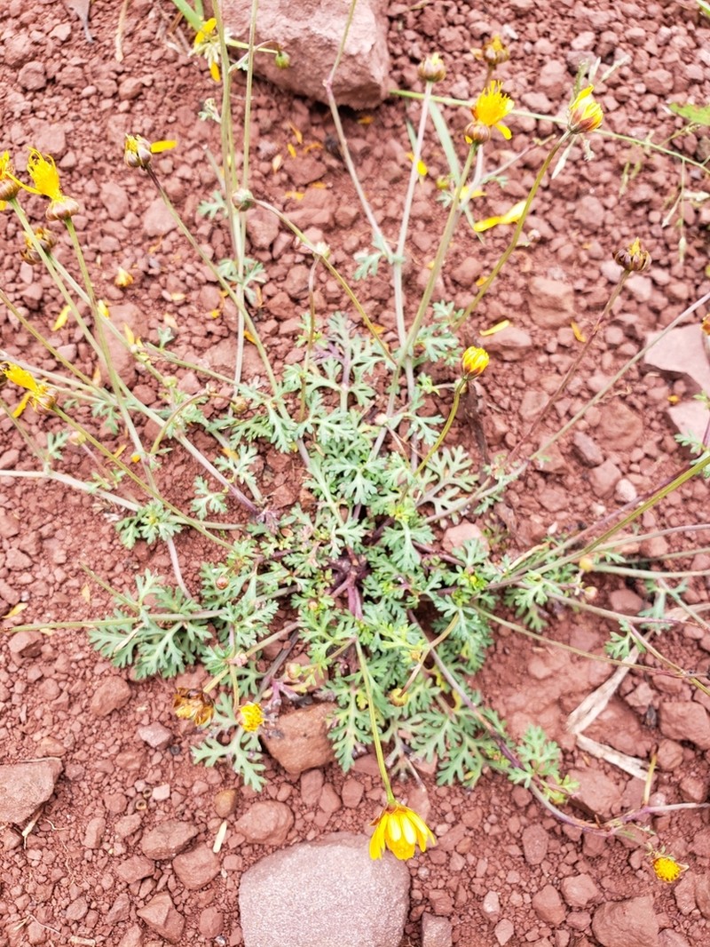 Chrysanthellum indicum photo 2