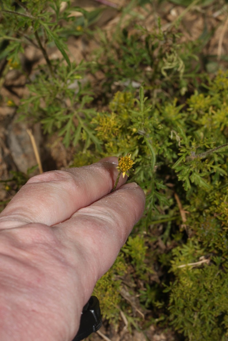 Chrysanthellum indicum photo 3