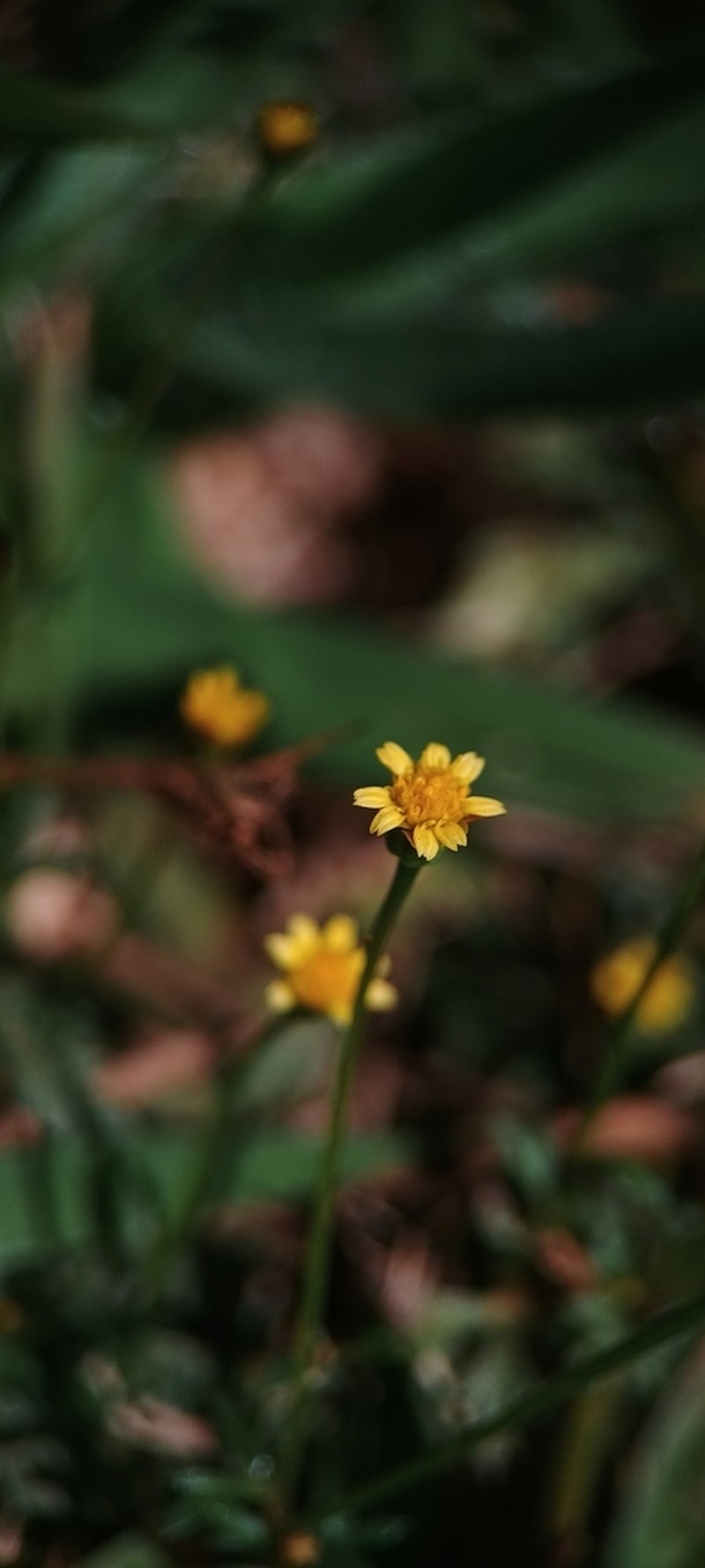 Chrysanthellum indicum photo 4
