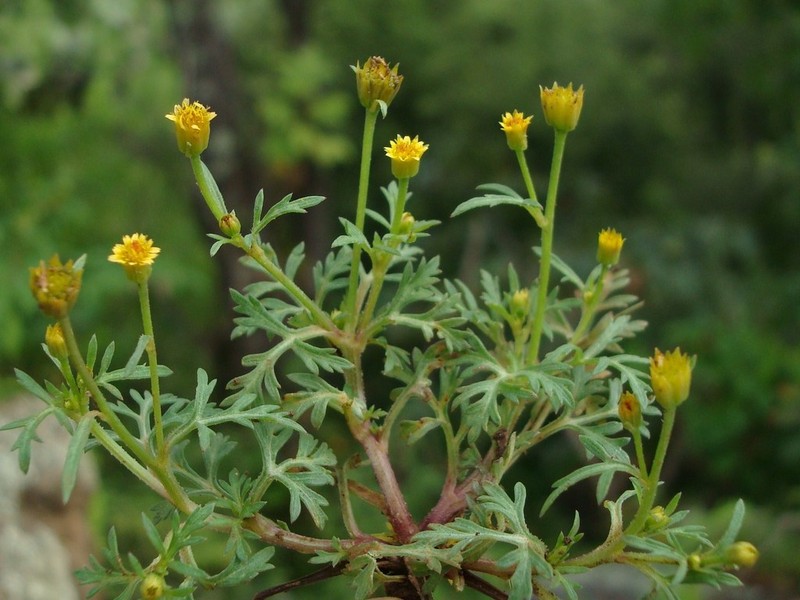 Chrysanthellum indicum photo 5
