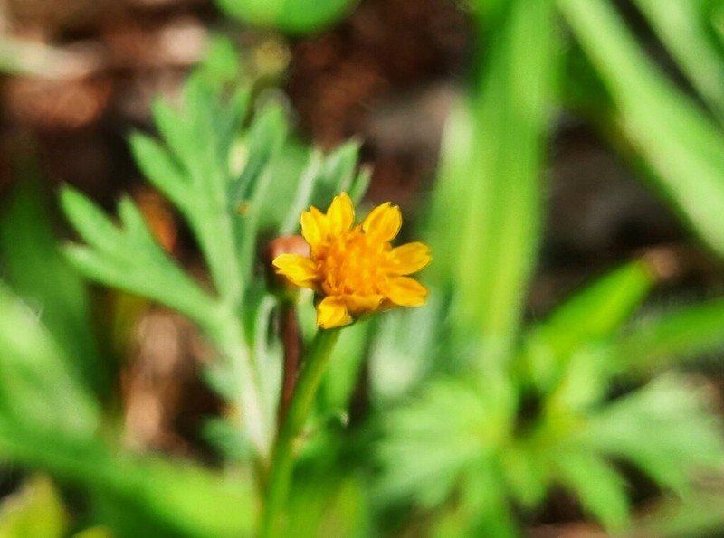 Chrysanthellum indicum photo 6