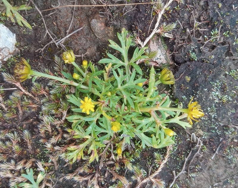 Chrysanthellum indicum photo 7