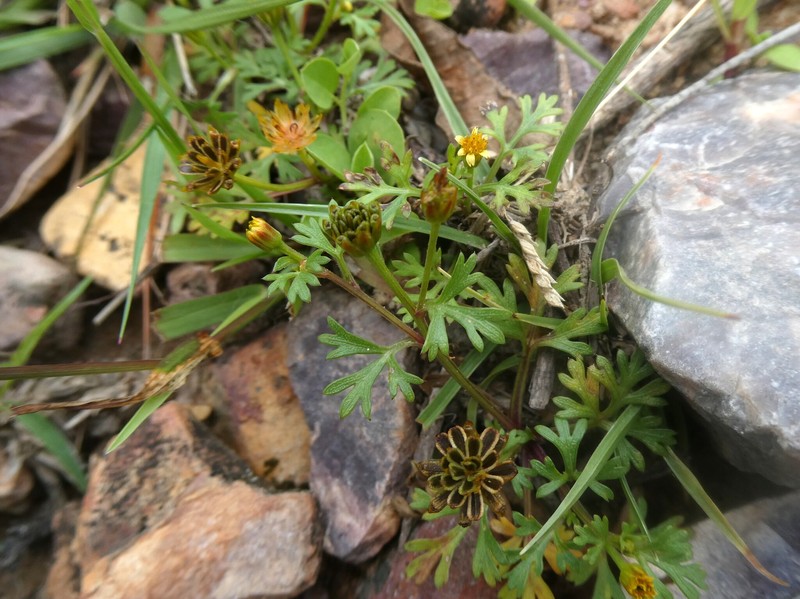 Chrysanthellum indicum subsp. afroamericanum