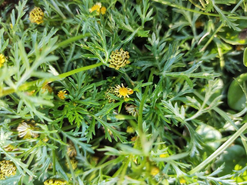 Chrysanthellum indicum subsp. afroamericanum photo 2