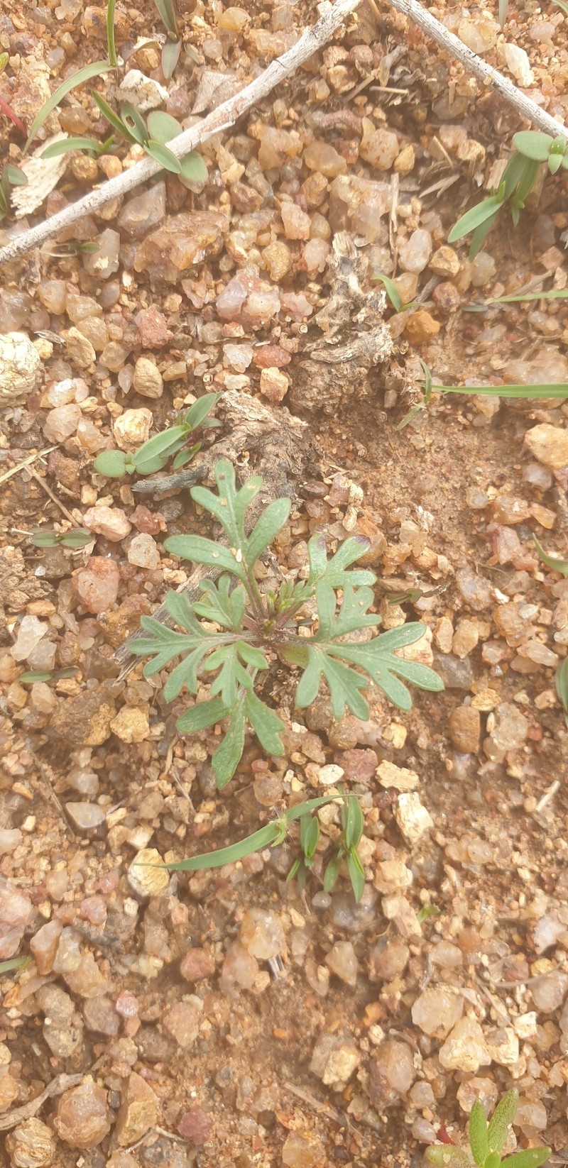 Chrysanthellum indicum subsp. afroamericanum photo 3