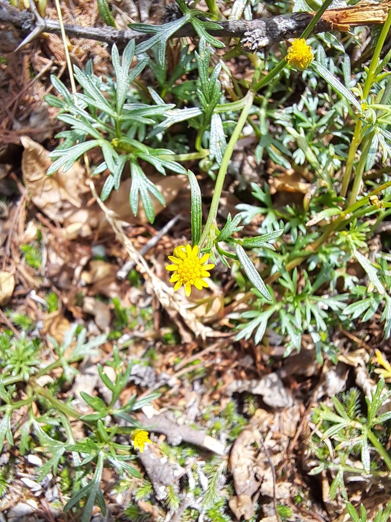 Chrysanthellum indicum subsp. afroamericanum photo 4