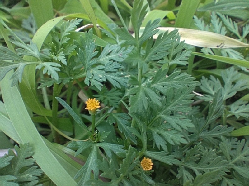 Chrysanthellum indicum subsp. mexicanum