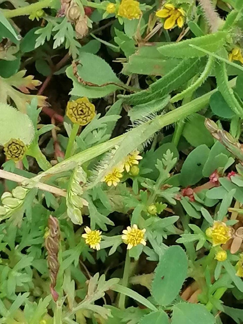 Chrysanthellum indicum subsp. mexicanum photo 2
