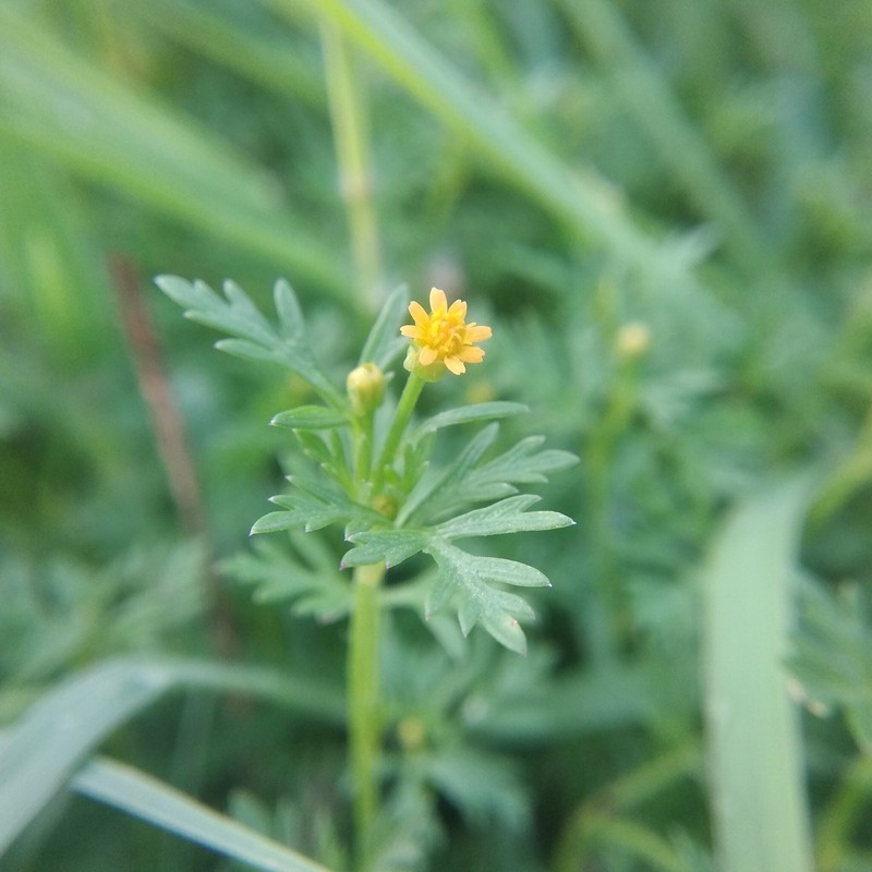 Chrysanthellum indicum subsp. mexicanum photo 3