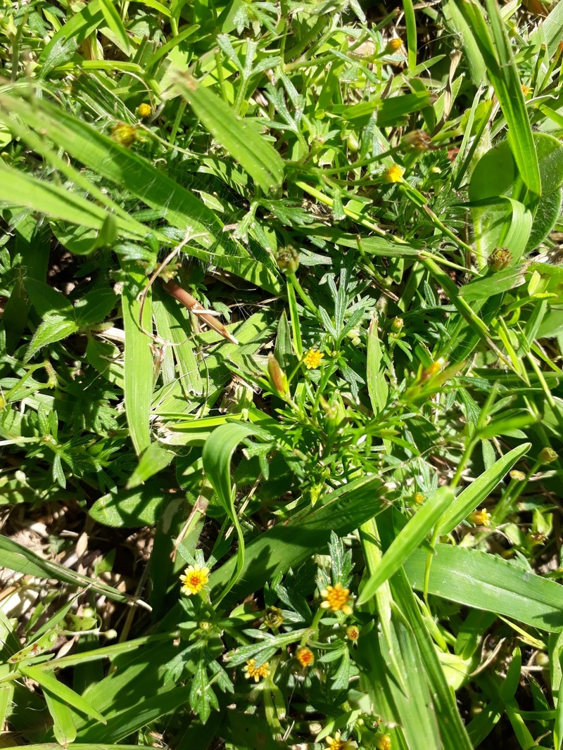 Chrysanthellum indicum subsp. mexicanum photo 4