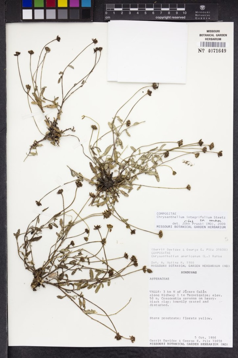 Chrysanthellum integrifolium