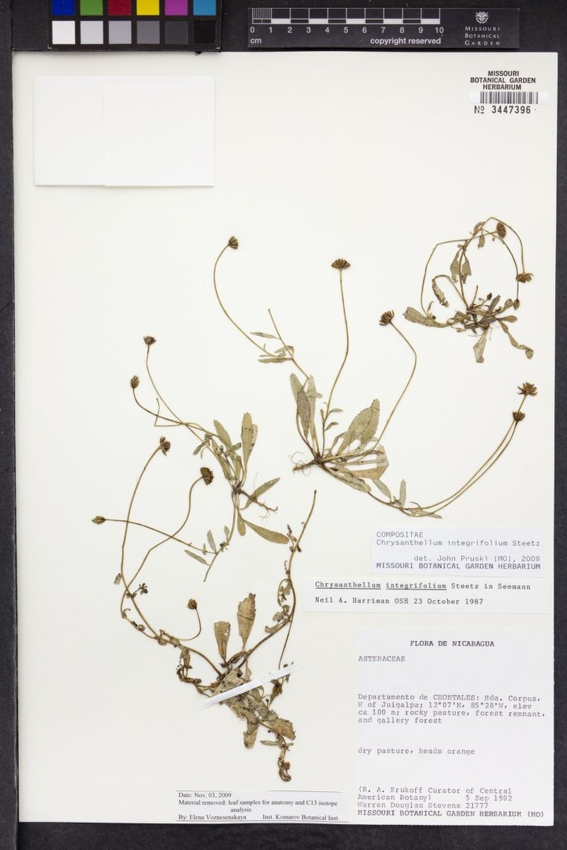Chrysanthellum integrifolium photo 2