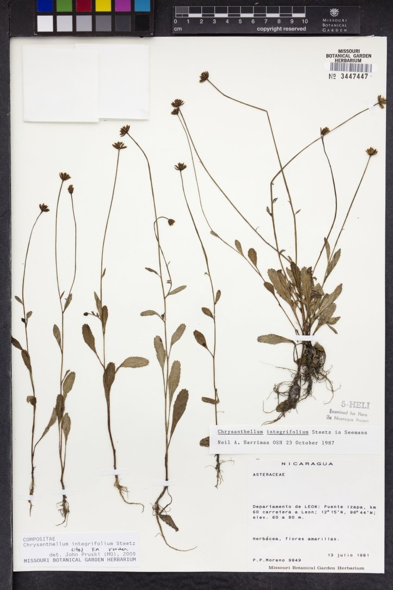 Chrysanthellum integrifolium photo 3