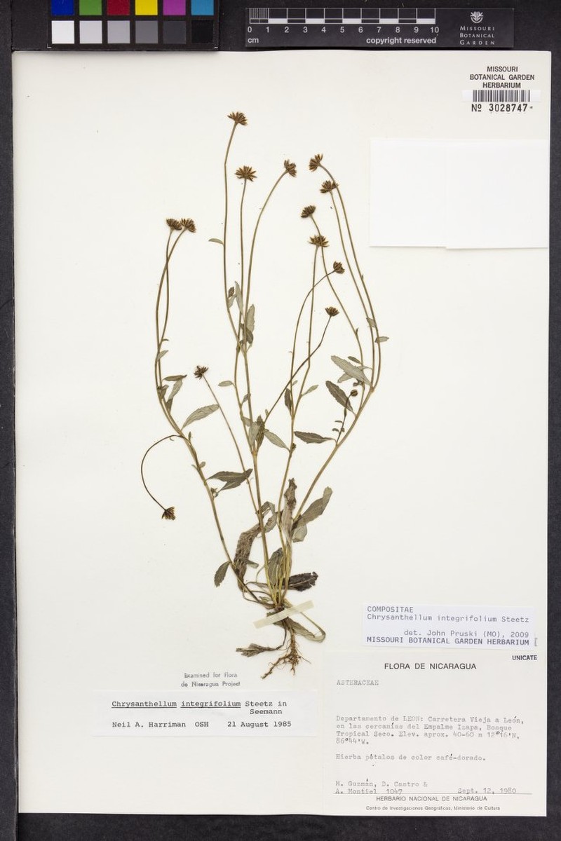 Chrysanthellum integrifolium photo 4