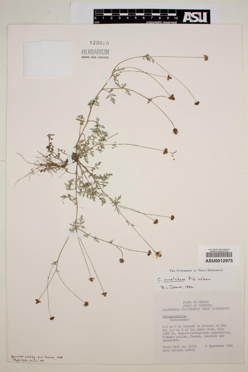 Chrysanthellum involutum