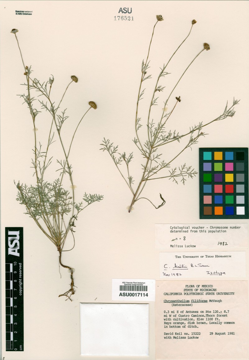Chrysanthellum keilii