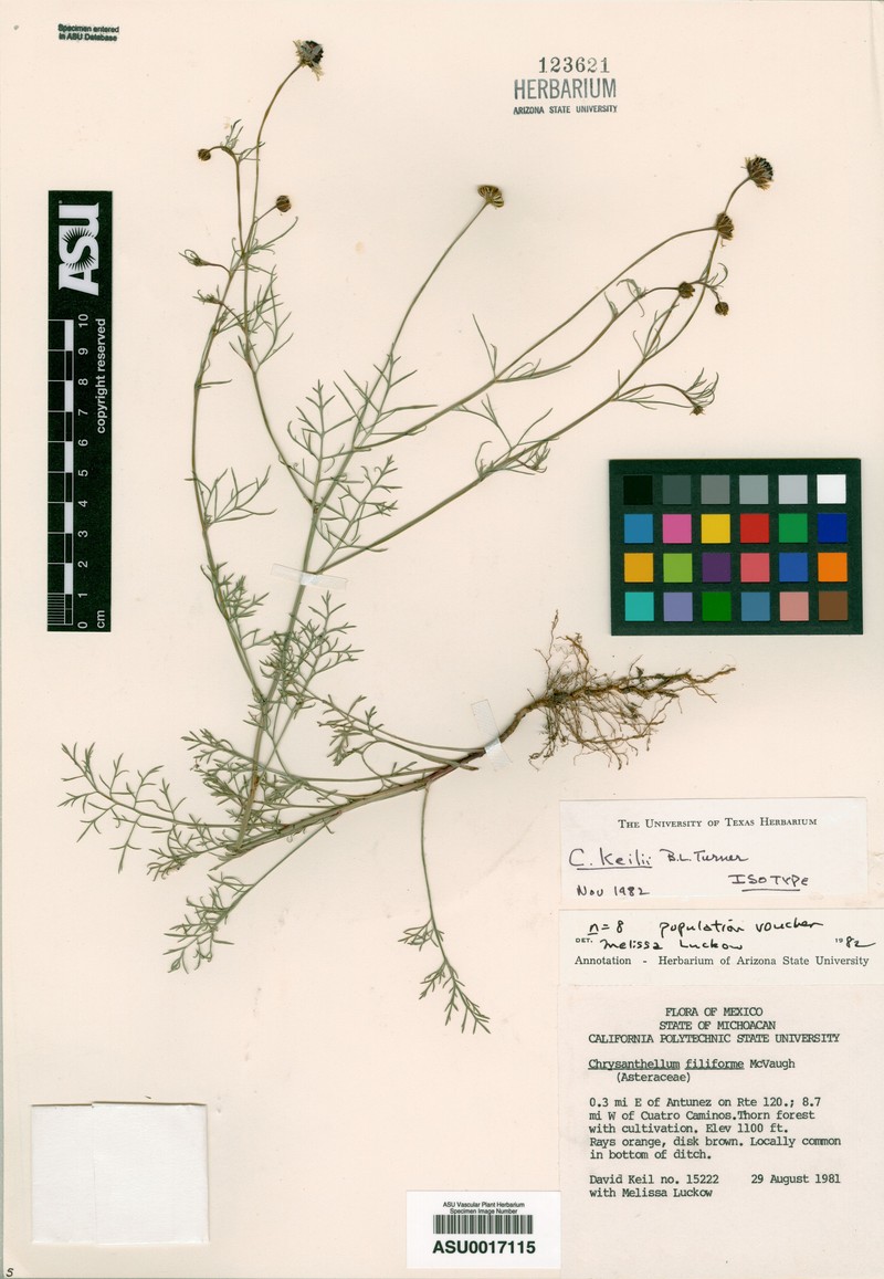 Chrysanthellum keilii photo 2