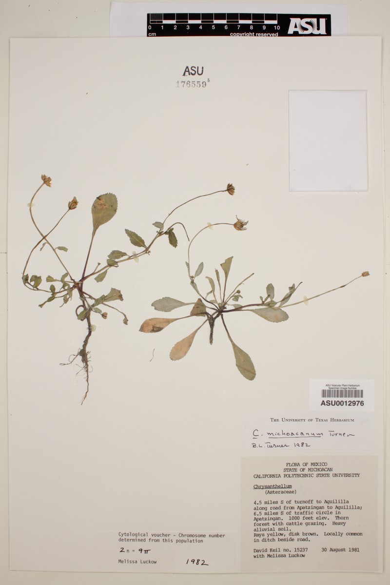 Chrysanthellum michoacanum