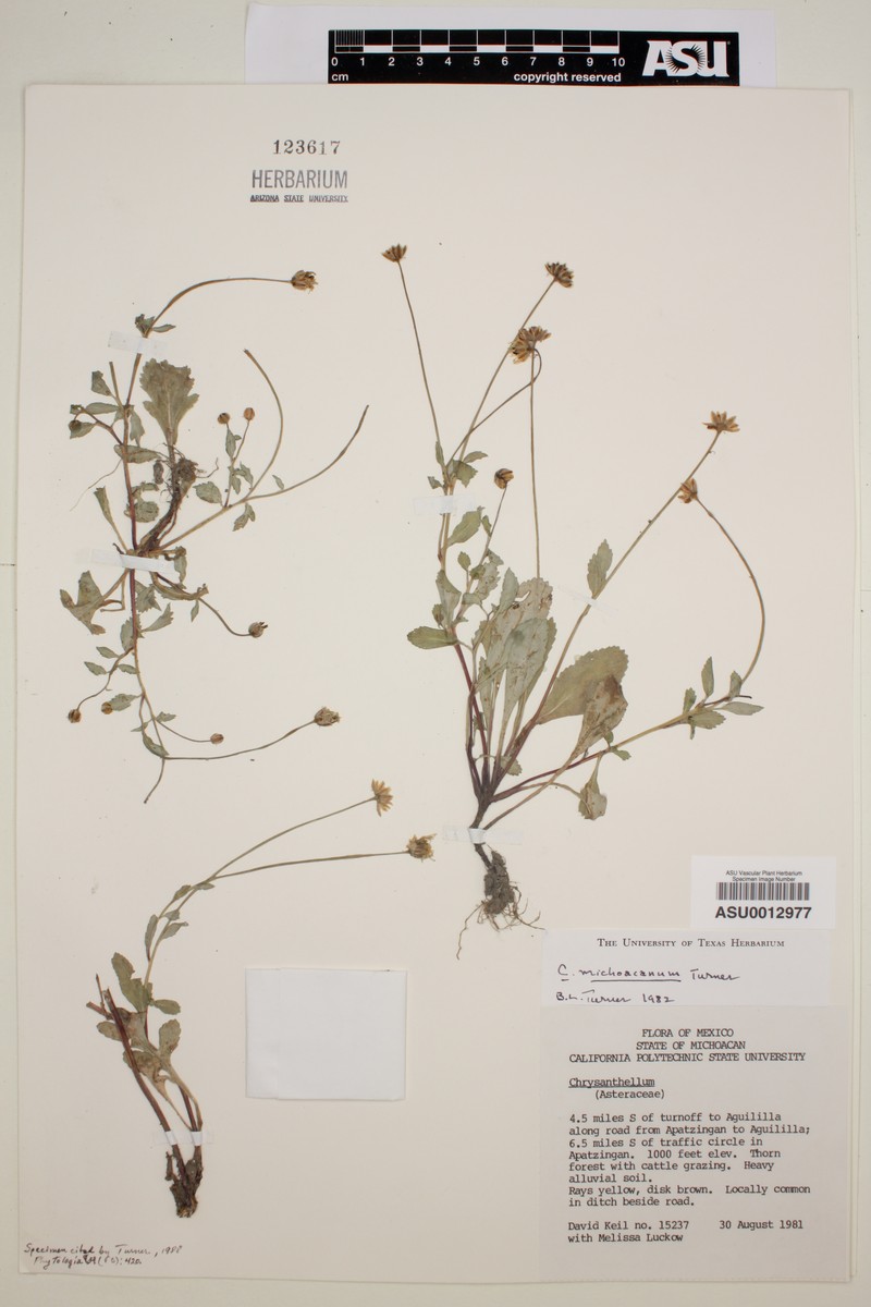 Chrysanthellum michoacanum photo 2