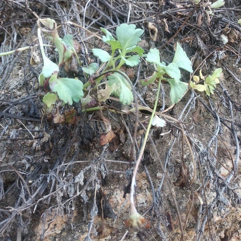 Chrysanthellum pilzii