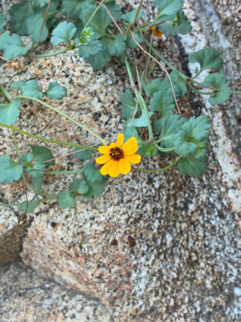 Chrysanthellum pilzii photo 2